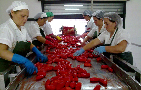 Workers picking tomatoes