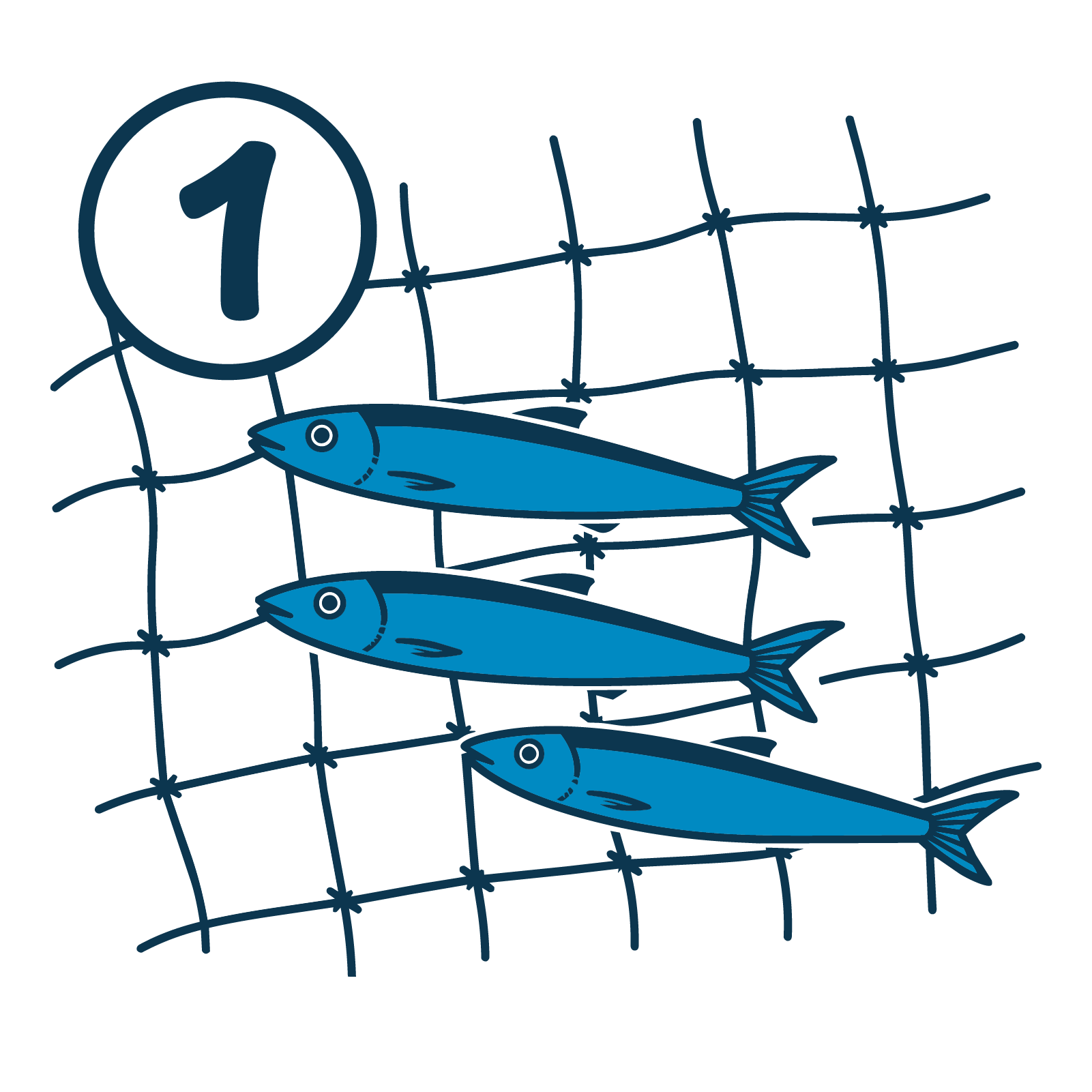Anchovies in Net