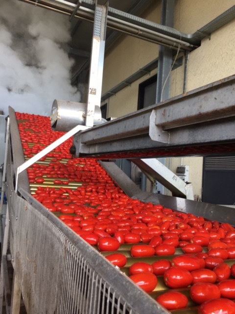 Tomatoes on Belt