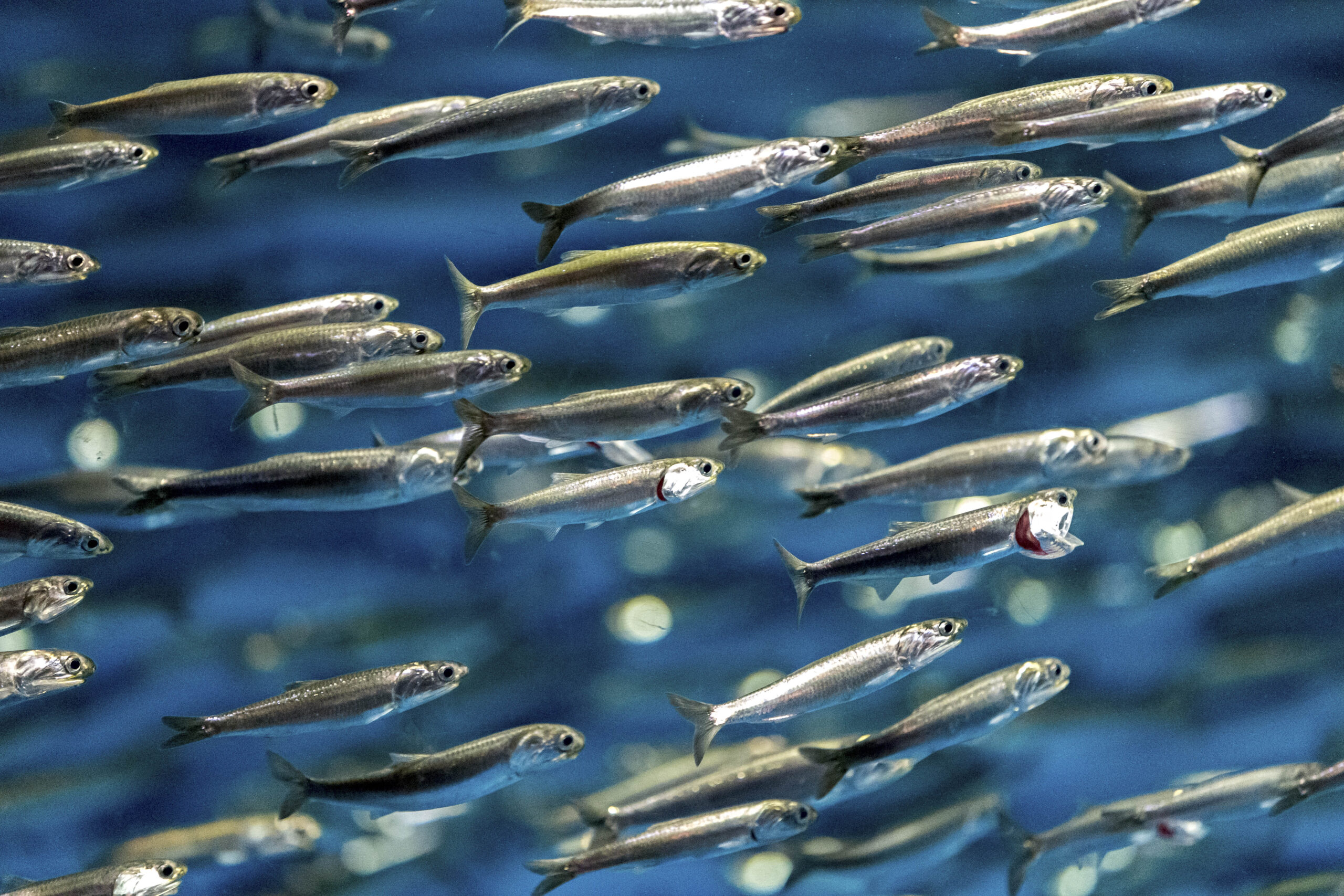 Anchovies
