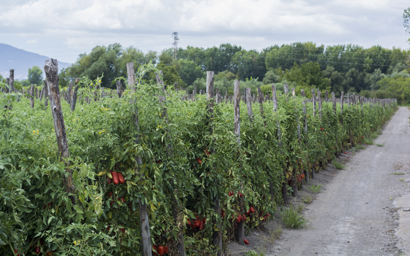 San Marzano Plant Poles Alt