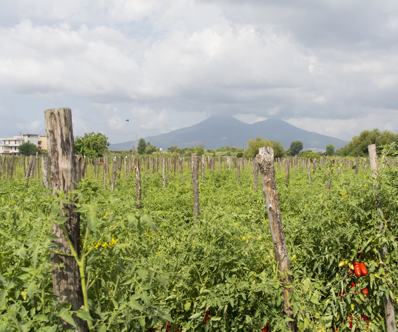 San Marzano Plant Poles