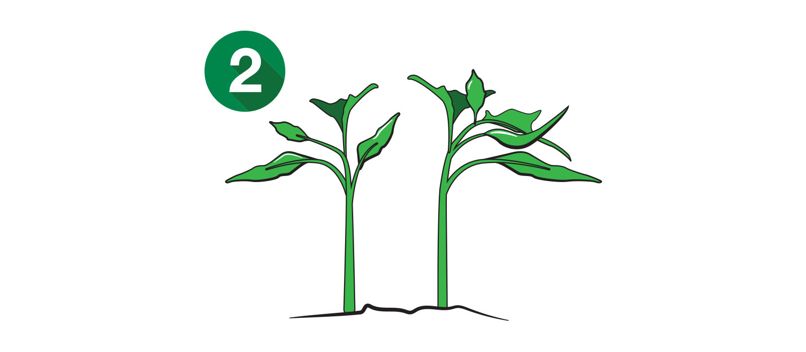 OUR SAN MARZANO SEEDLINGS START IN GREENHOUSES UNTIL THEY ARE READY TO PLANT.