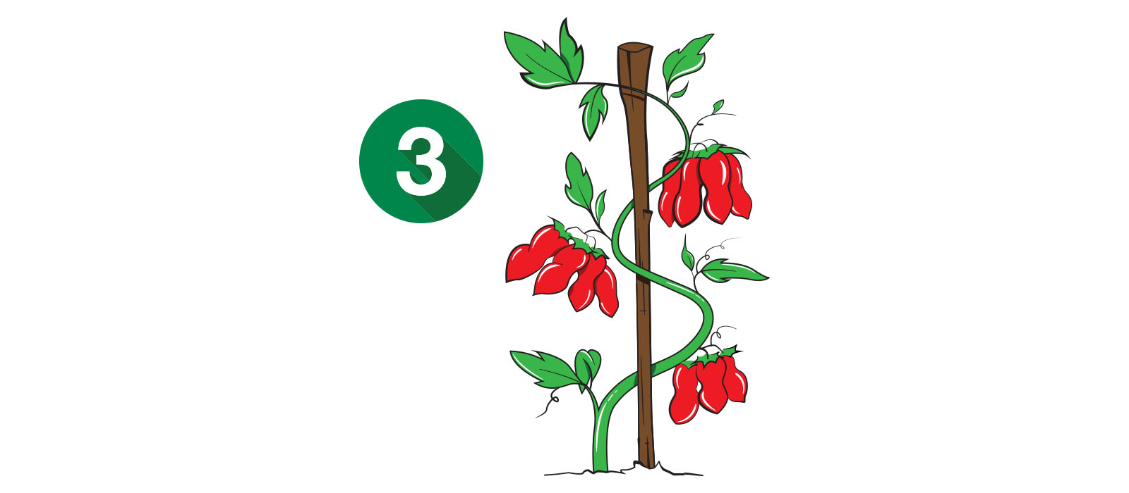 THE SAN MARZANO PLANTS ARE HAND TIED AND GROW TO FULL TERM BY JULY.